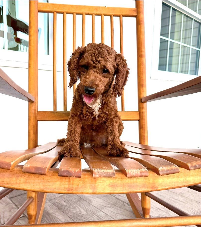 Cavapoochon puppies, healthy cavapoochon, puppies for sale, bluebell cavapoochon puppies, cavapoo