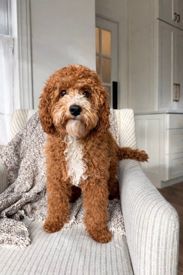 Cavapoochon puppies, healthy cavapoochon, puppies for sale, bluebell cavapoochon puppies, cavapoo