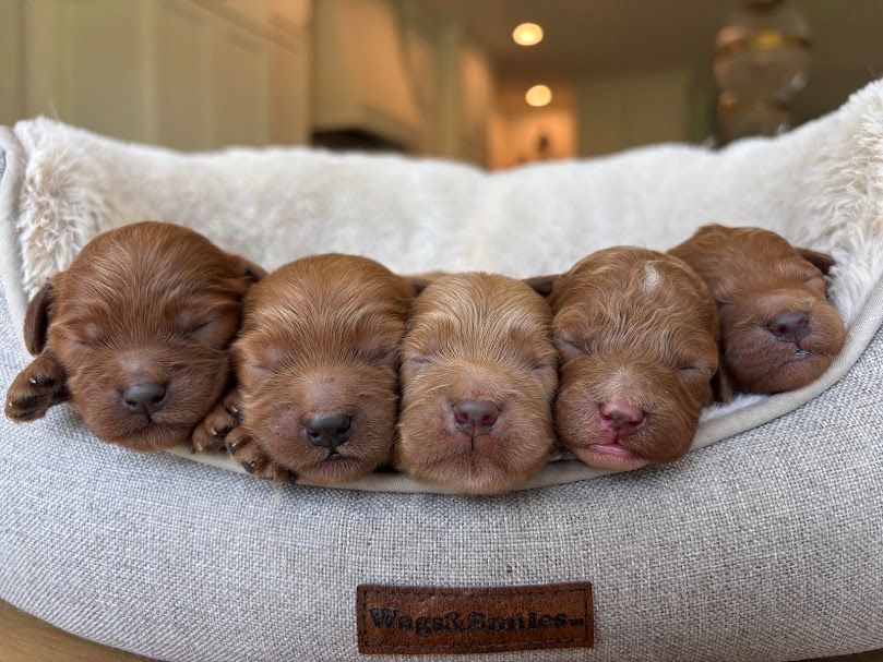 Cavapoochon puppies, healthy cavapoochon, puppies for sale, bluebell cavapoochon puppies, cavapoo