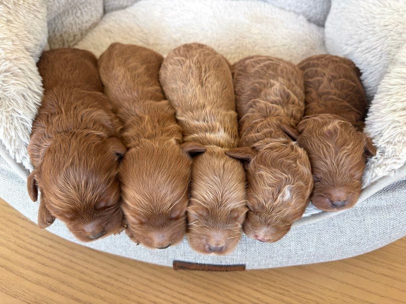 Cavapoochon puppies, healthy cavapoochon, puppies for sale, bluebell cavapoochon puppies, cavapoo