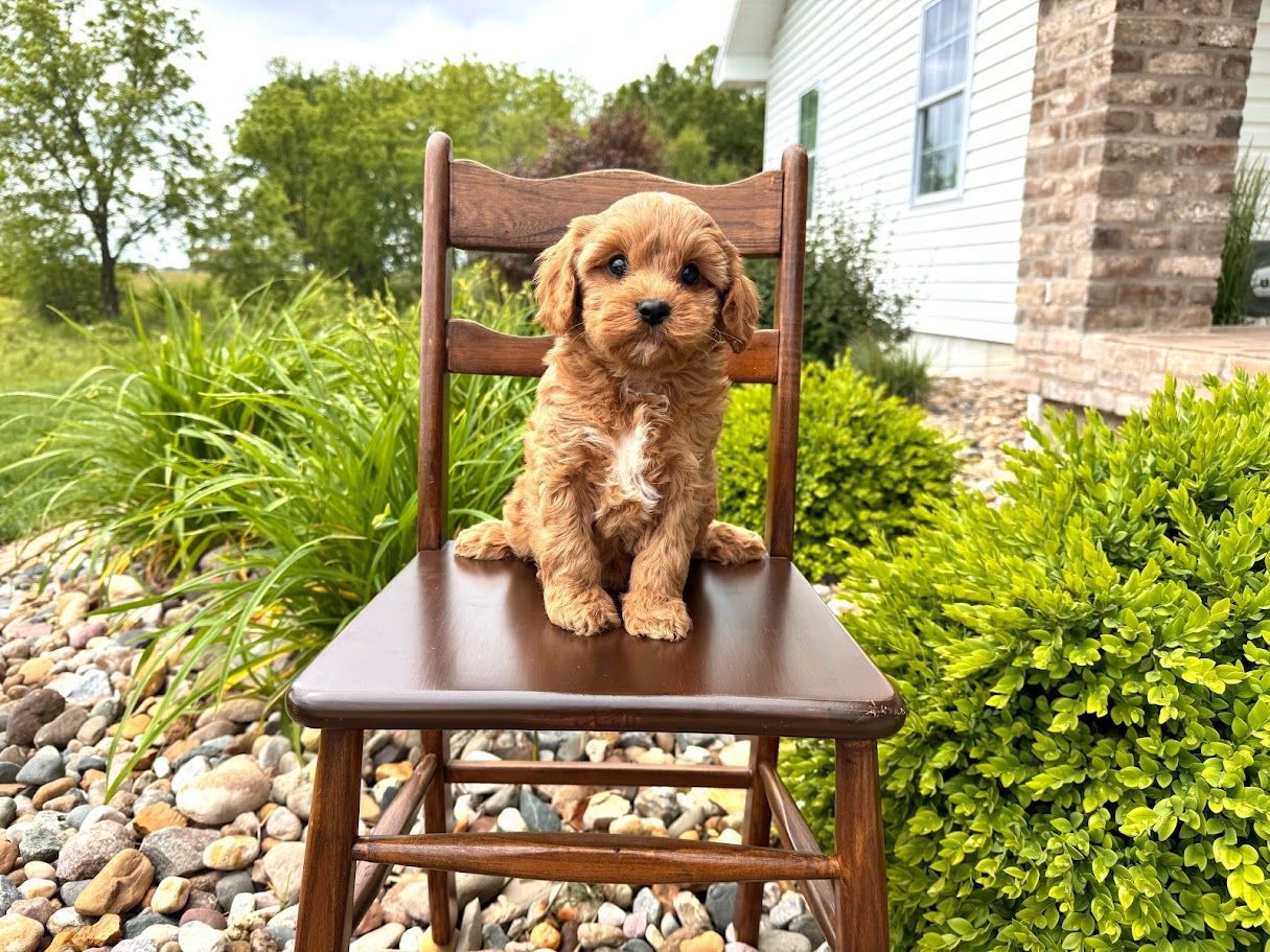 Cavapoo Puppies for sale, Cavalier mix puppies, Poodle Puppies for Sale, Cavalier King Charles,