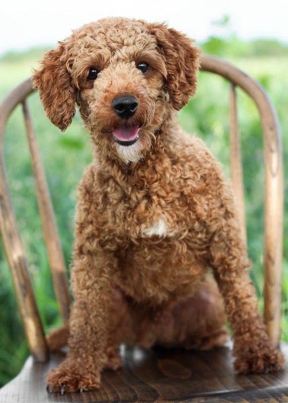 Cavapoochon puppies, healthy cavapoochon, puppies for sale, bluebell cavapoochon puppies, cavapoo
