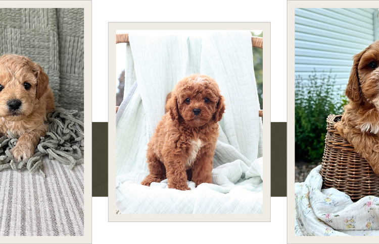Cavapoo puppies for sale, Cavapoochon Puppies for Sale, Cavapoochon Puppy, Cavoodle Puppy, Poodle Mixed Puppies for Sale