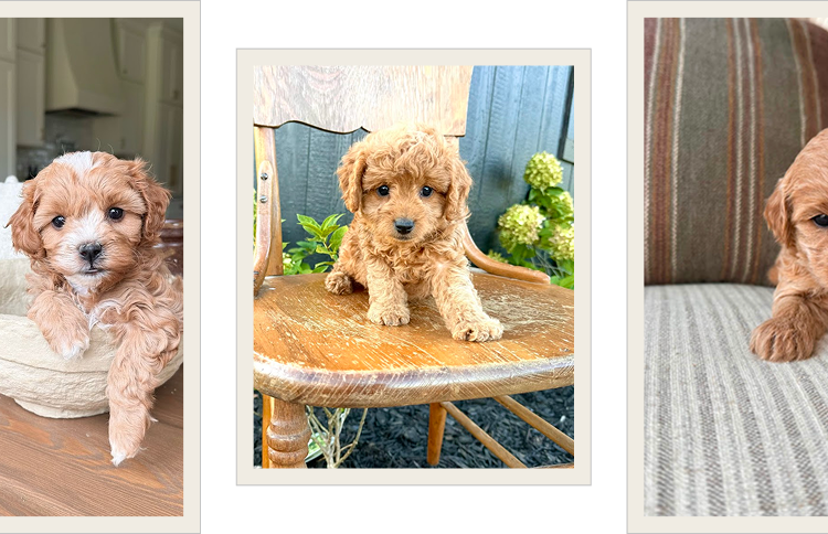 Cavapoo puppies for sale, Cavapoochon Puppies for Sale, Cavapoochon Puppy, Cavoodle Puppy, Pleasant Home Puppies