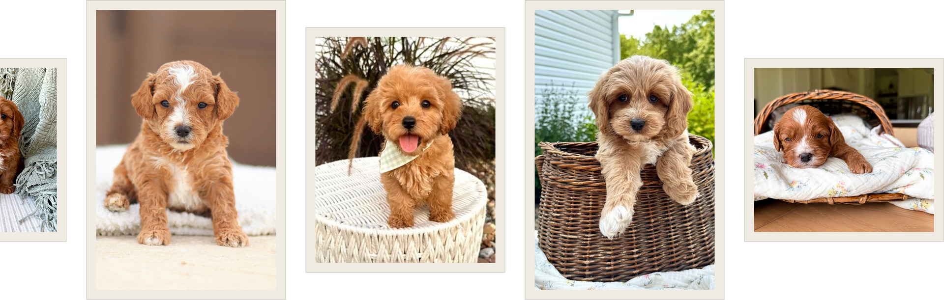 Cavapoo puppies for sale, Cavapoochon Puppies for Sale, Cavapoochon Puppy, Cavoodle Puppy, Pleasant Home Puppies