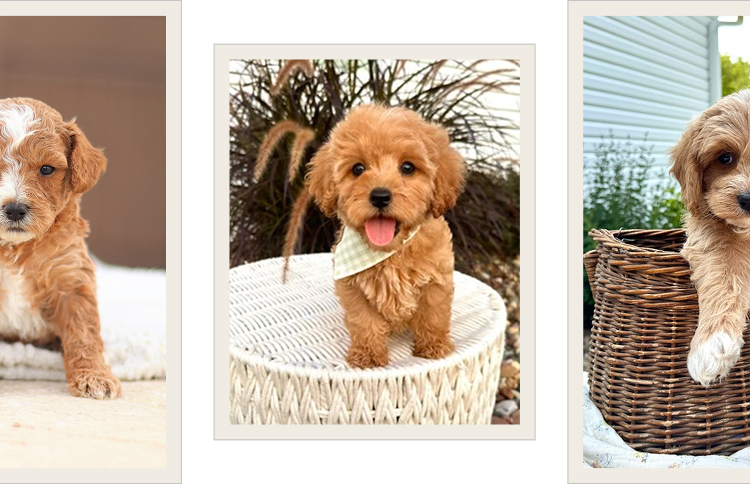 Cavapoo puppies for sale, Cavapoochon Puppies for Sale, Cavapoochon Puppy, Cavoodle Puppy, Pleasant Home Puppies