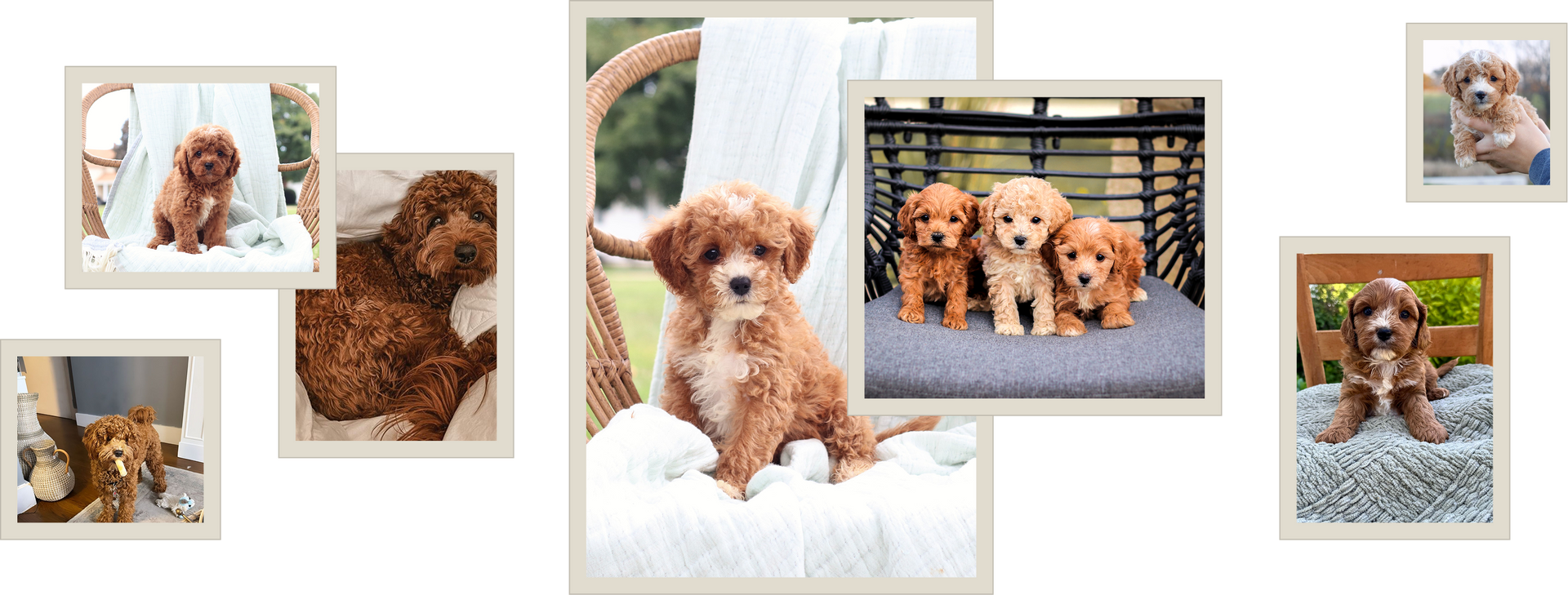 Cavapoo puppies for sale, Cavapoochon Puppies for Sale, Cavapoochon Puppy, Cavoodle Puppy, Poodle Mixed Puppies for Sale