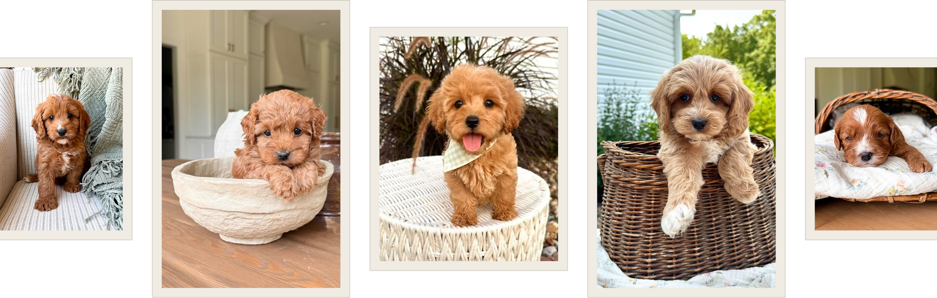 Cavapoo puppies for sale, Cavapoochon Puppies for Sale, Cavapoochon Puppy, Cavoodle Puppy, Poodle Mixed Puppies for Sale
