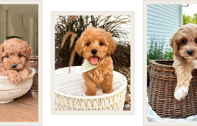 Cavapoo puppies for sale, Cavapoochon Puppies for Sale, Cavapoochon Puppy, Cavoodle Puppy, Poodle Mixed Puppies for Sale