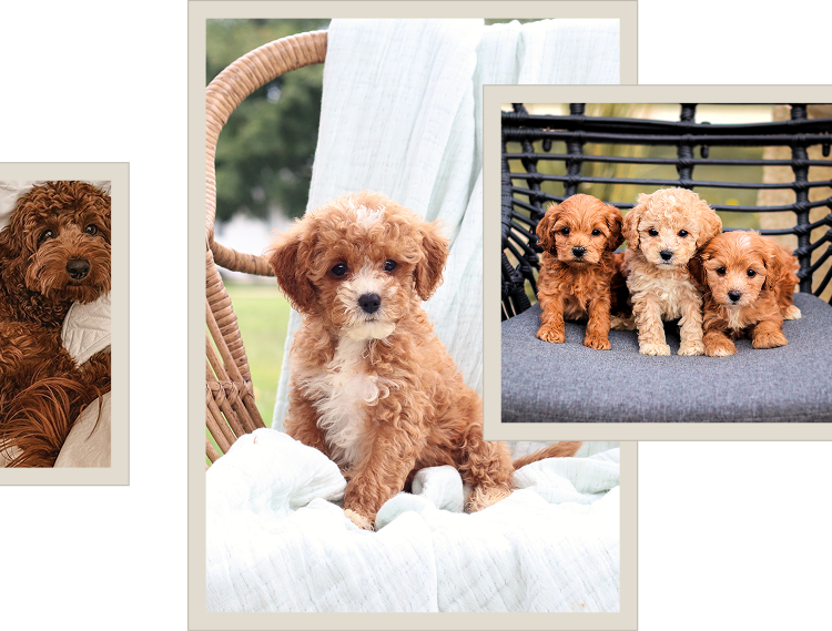 Cavapoo puppies for sale, Cavapoochon Puppies for Sale, Cavapoochon Puppy, Cavoodle Puppy, Poodle Mixed Puppies for Sale