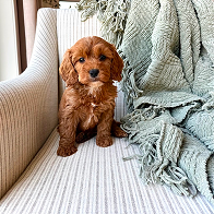 Cavapoo puppies for sale, Cavapoochon Puppies for Sale, Cavapoochon Puppy, Cavoodle Puppy, Pleasant Home Puppies