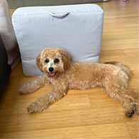 Cavapoo puppies for sale, Cavapoochon Puppies for Sale, Cavapoochon Puppy, Cavoodle Puppy, Pleasant Home Puppies