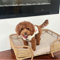 Cavapoo puppies for sale, Cavapoochon Puppies for Sale, Cavapoochon Puppy, Cavoodle Puppy, Pleasant Home Puppies