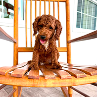 Cavapoo puppies for sale, Cavapoochon Puppies for Sale, Cavapoochon Puppy, Cavoodle Puppy, Pleasant Home Puppies