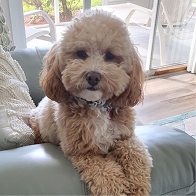 Cavapoo puppies for sale, Cavapoochon Puppies for Sale, Cavapoochon Puppy, Cavoodle Puppy, Pleasant Home Puppies