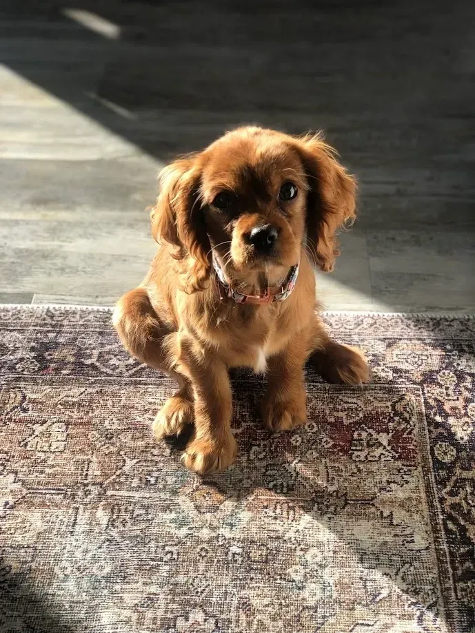 Cavapoo puppies for sale, Cavapoochon Puppies for Sale, Cavapoochon Puppy, Cavoodle Puppy, Pleasant Home Puppies