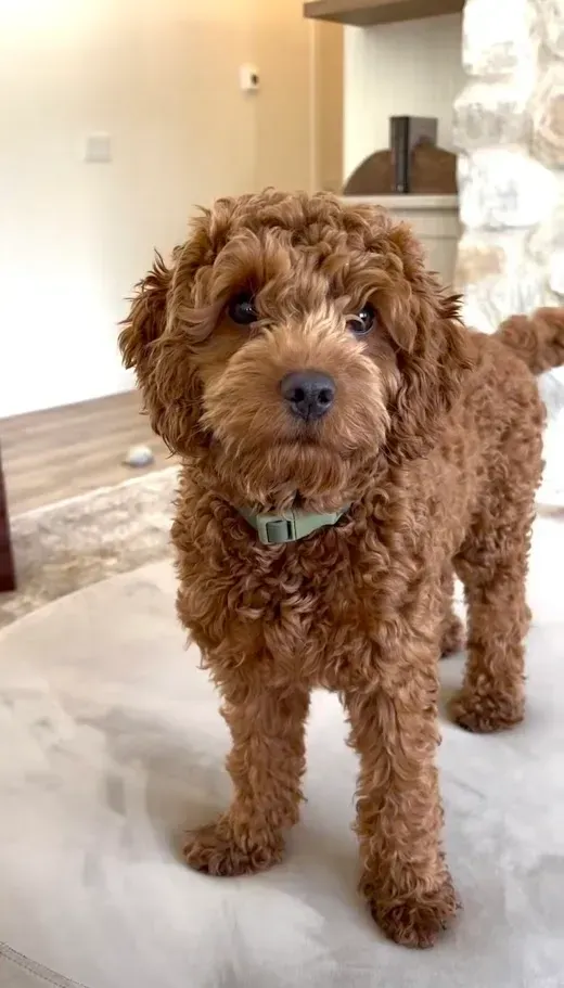 Cavapoo puppies for sale, Cavapoochon Puppies for Sale, Cavapoochon Puppy, Cavoodle Puppy, Pleasant Home Puppies