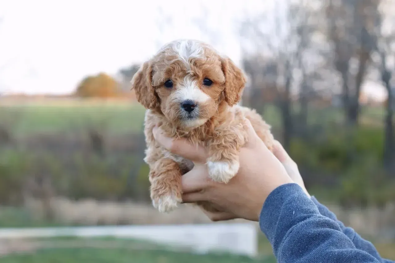 Cavapoo puppies for sale, Cavapoochon Puppies for Sale, Cavapoochon Puppy, Cavoodle Puppy, Poodle Mixed Puppies for Sale