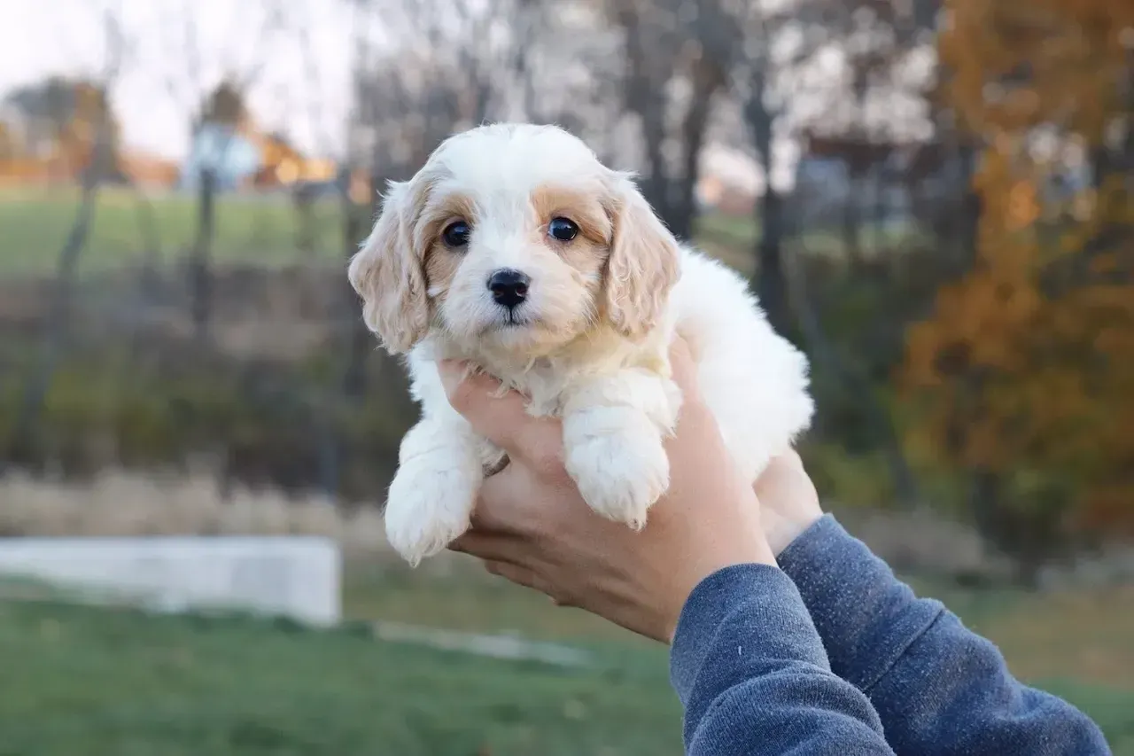 Cavapoo puppies for sale, Cavapoochon Puppies for Sale, Cavapoochon Puppy, Cavoodle Puppy, Poodle Mixed Puppies for Sale