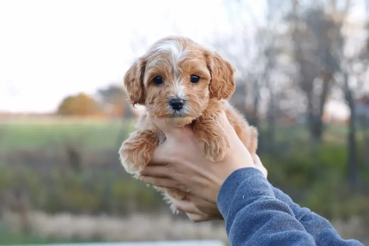 Cavapoo puppies for sale, Cavapoochon Puppies for Sale, Cavapoochon Puppy, Cavoodle Puppy, Poodle Mixed Puppies for Sale