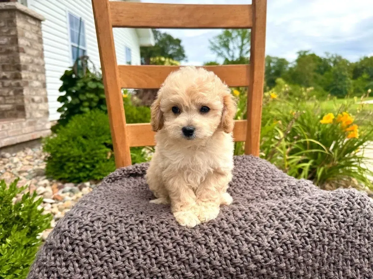 Cavapoochon Girls Available!