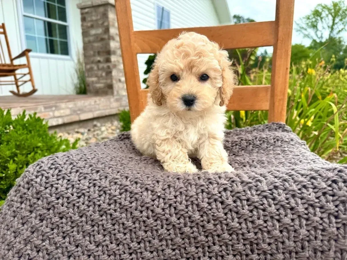 Cavapoochon Girls Available!