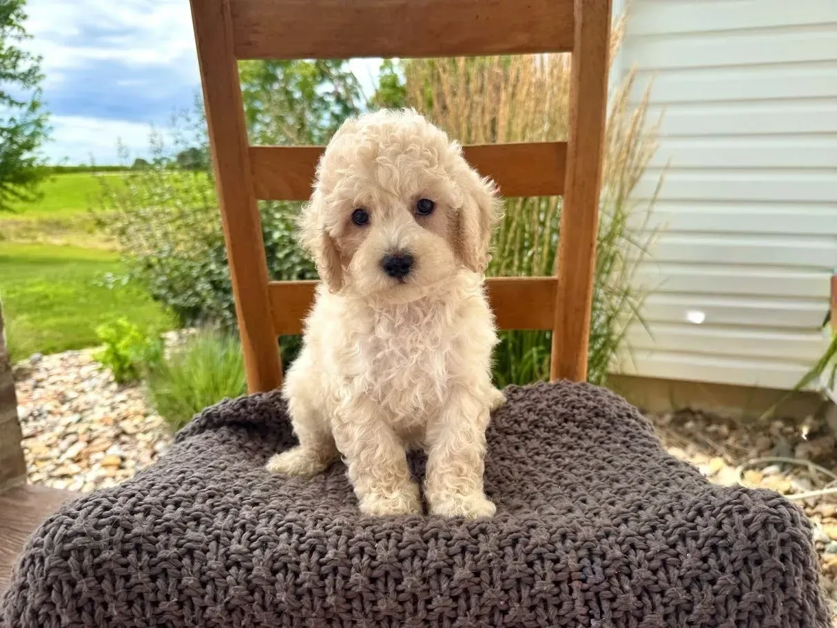 Cavapoochon Girls Available!