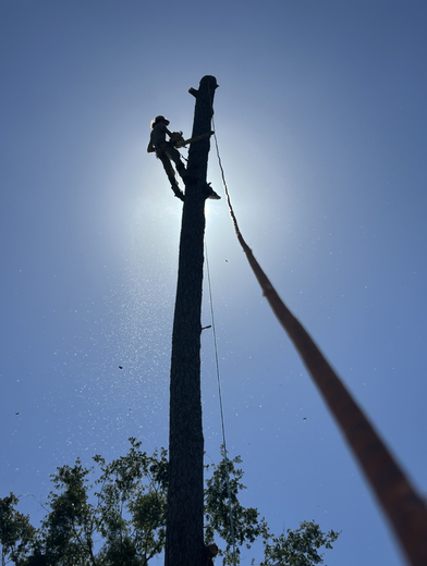 Person cutting a tall tree, silhouetted against the sun. Rope attached. Blue sky and foliage in the background.
