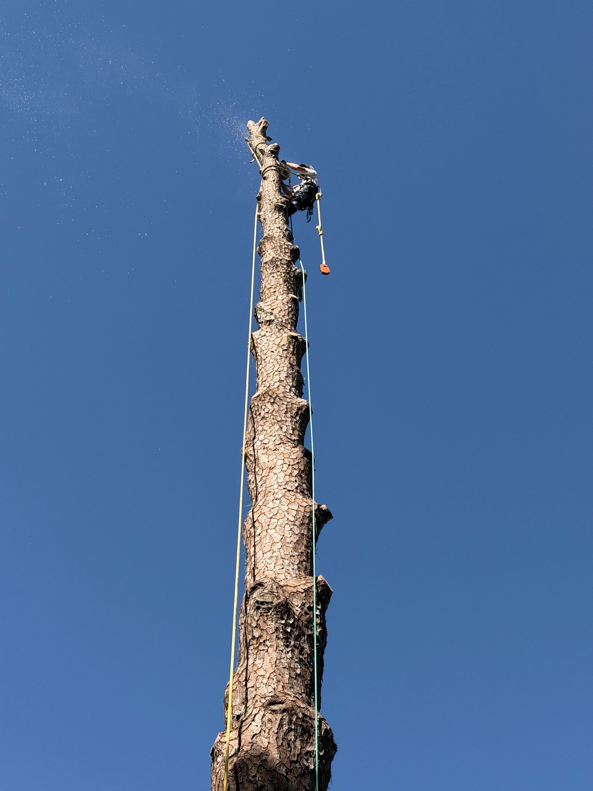 Person using a chainsaw to cut the top of a tall, dead tree against a blue sky.