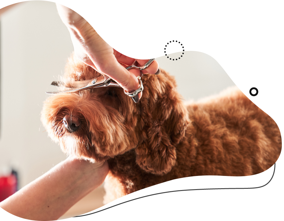 A person grooming a brown dog with scissors, close-up.