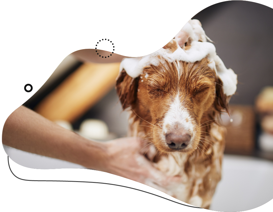 Dog being bathed with soapy foam on its head, eyes closed, in a white tub.