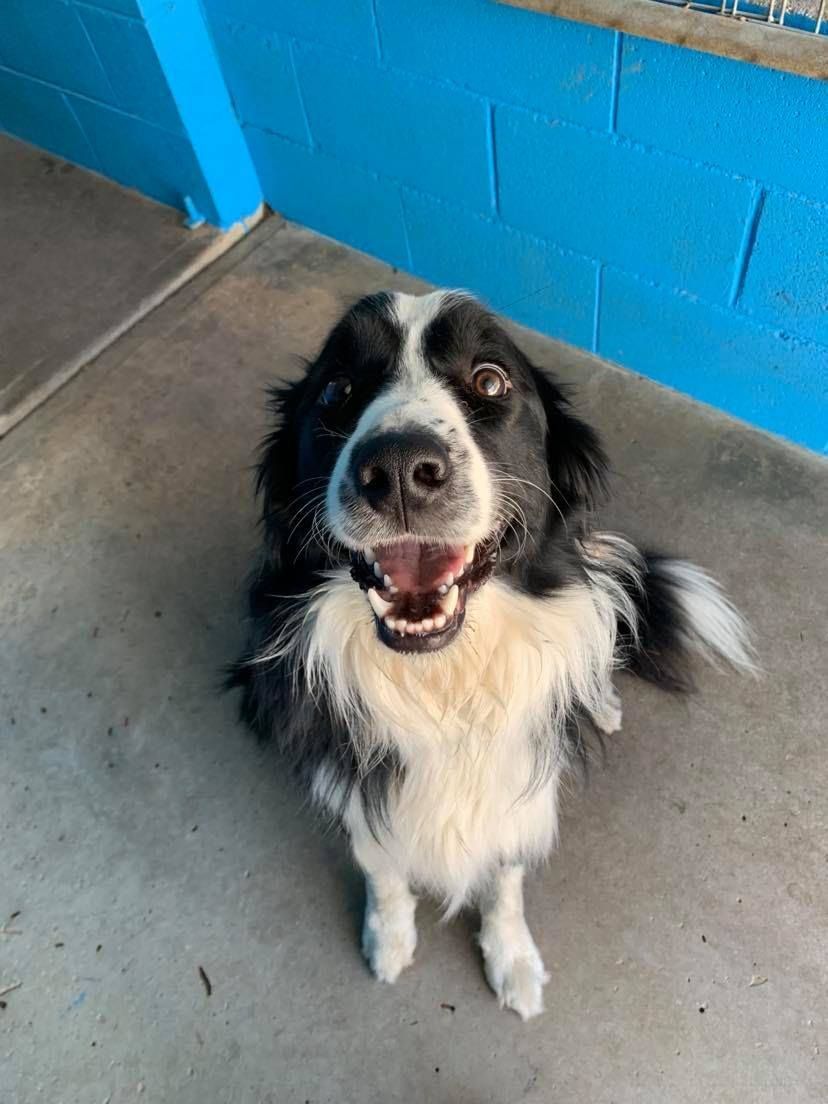 Black and white Border Collie with mouth open, sitting, and looking up, indoors with blue wall.