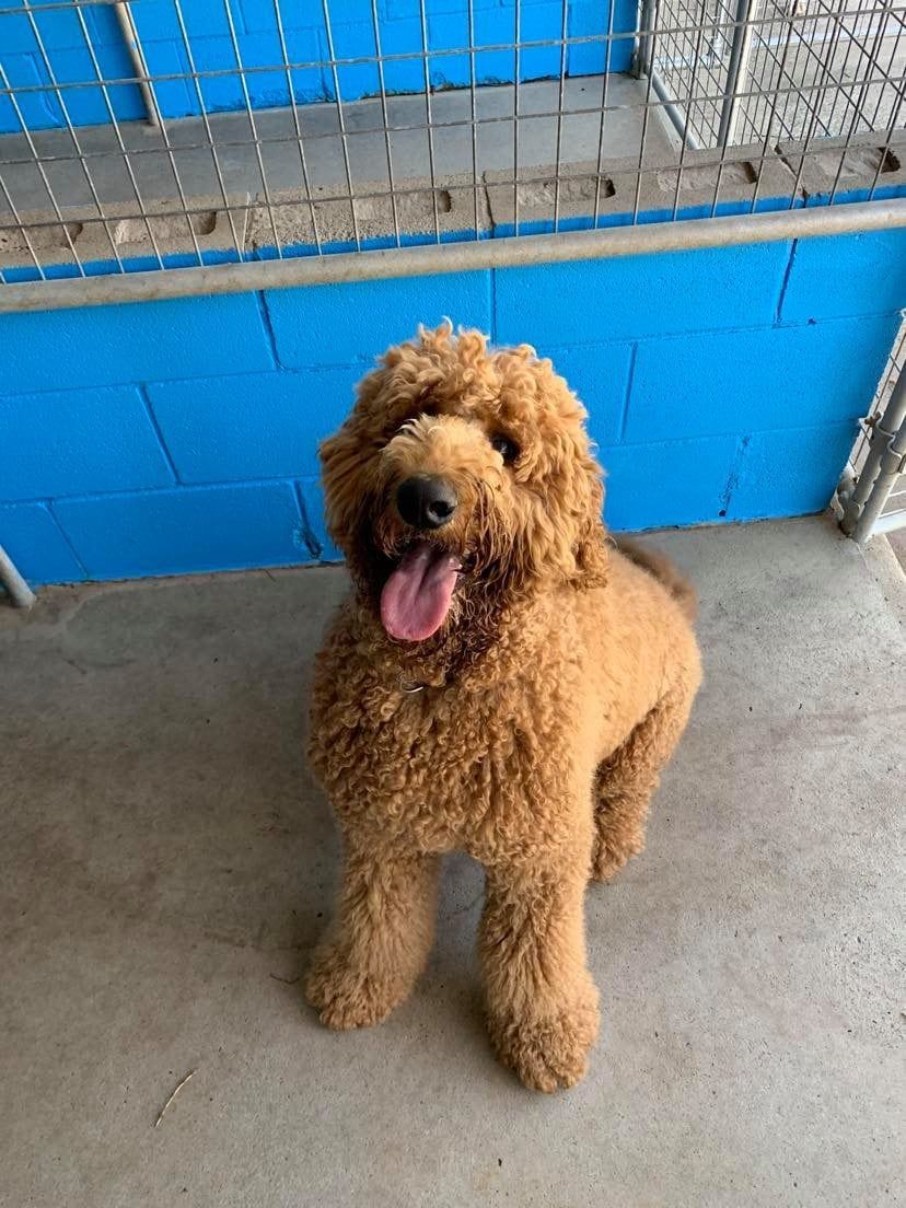 Golden-brown Goldendoodle sitting with tongue out, in front of a blue wall, concrete floor, and metal bars.