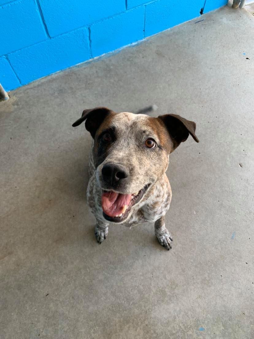 Happy speckled dog sitting, looking up, panting, against a blue wall.