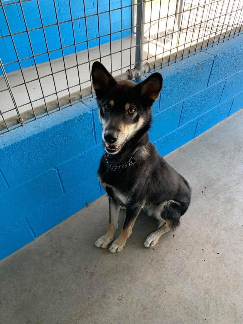 Black and tan dog sitting, looking toward the viewer near a blue wall and fence.