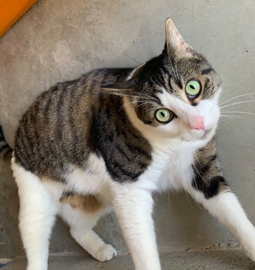 Tabby and white cat with green eyes looking curiously.