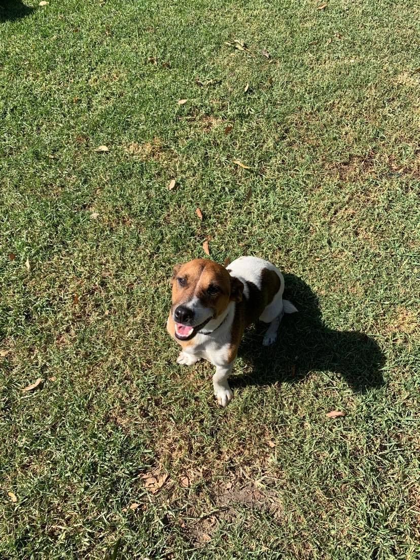 A Jack Russell terrier sitting on a green lawn, looking upwards with an open mouth.