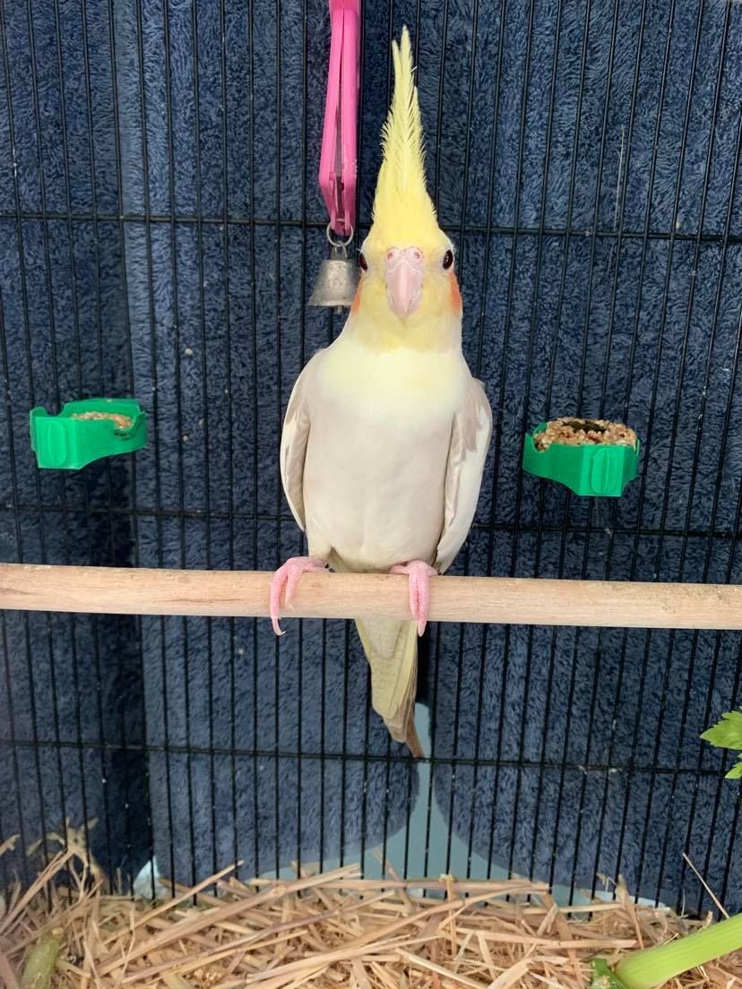 A cockatiel with yellow crest, sitting on a wooden perch in a cage with food bowls and a bell.