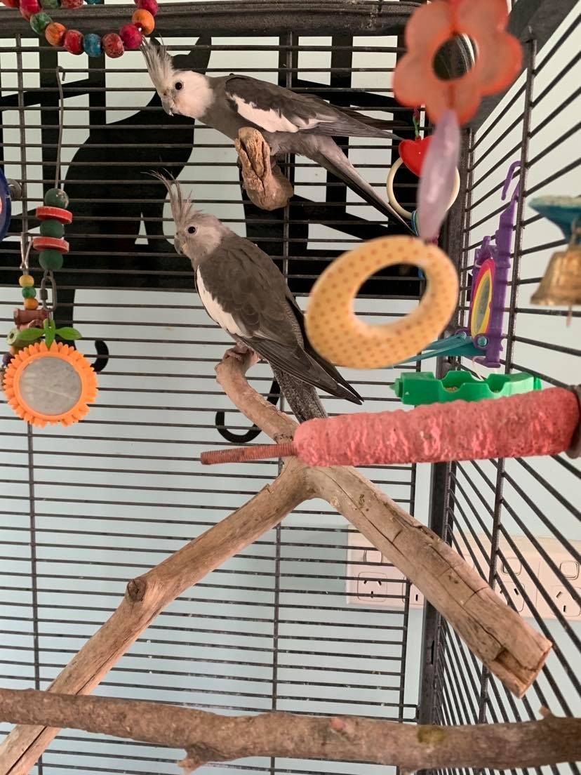 Two gray cockatiels perched in a cage, near toys, one eating, one looking down.