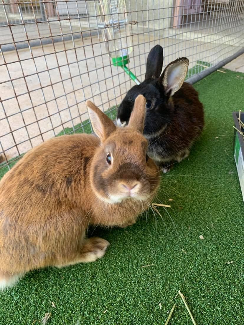 Two bunnies, one brown and one black, sitting on artificial green turf near a wire fence.