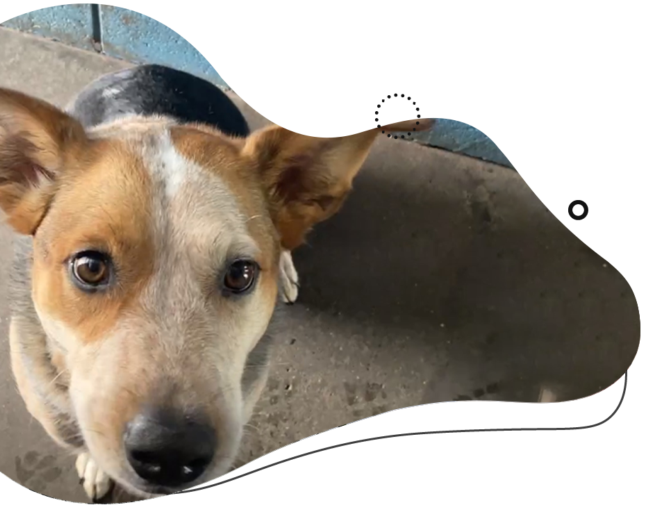 Happy corgi dog with brown and white fur, looking up with mouth open, on a wooden floor.