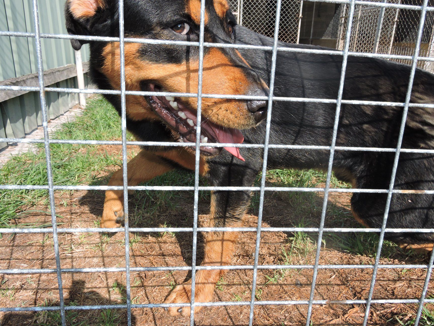 Black and tan dog panting behind a wire fence, possibly at an animal shelter.