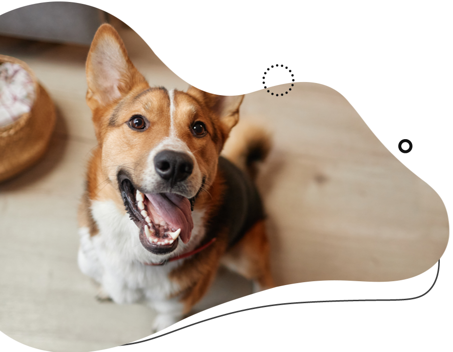 Happy corgi dog with brown and white fur, looking up with mouth open, on a wooden floor.
