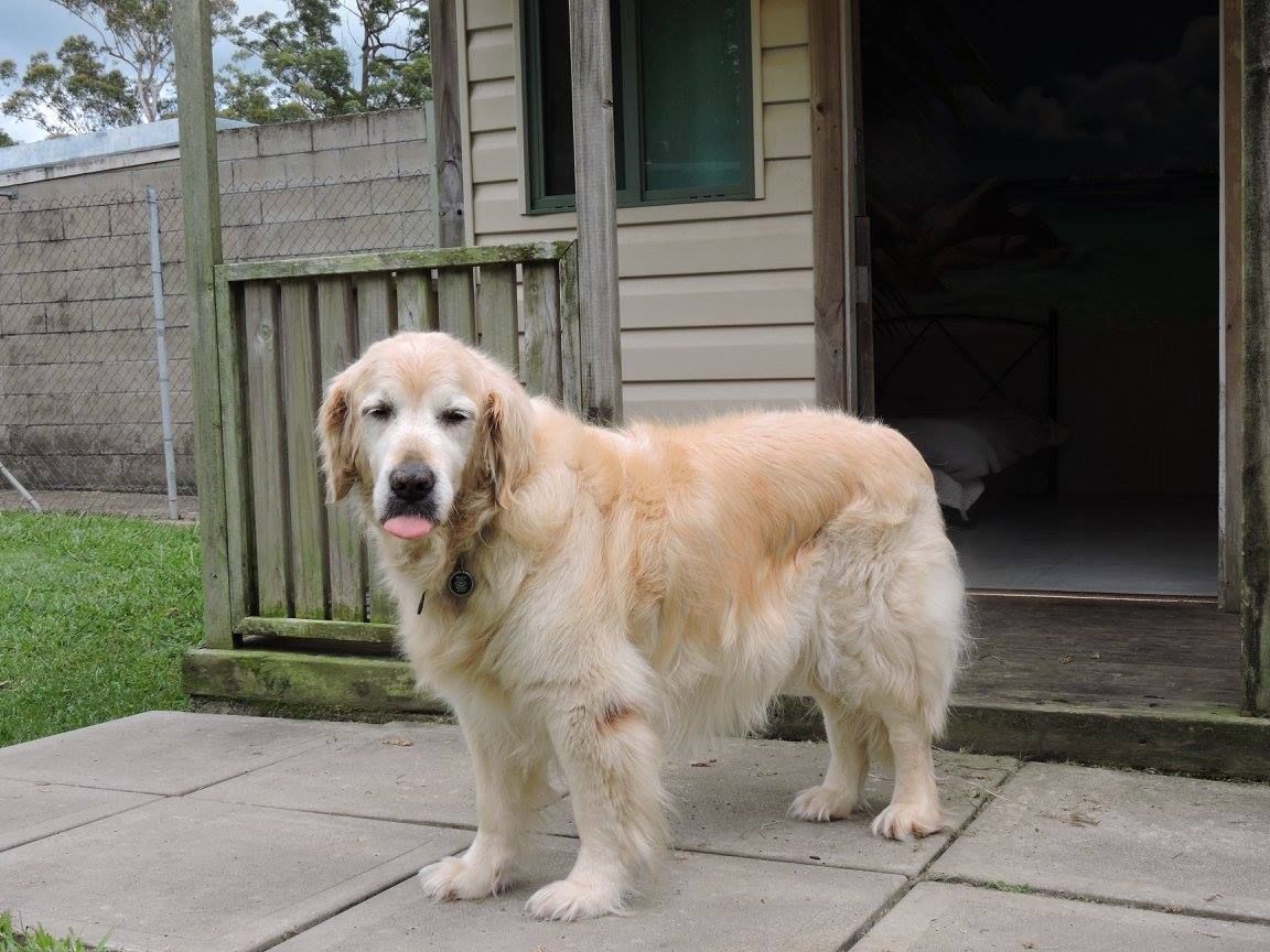 Golden retriever standing on a patio, tongue out, near a wooden structure.