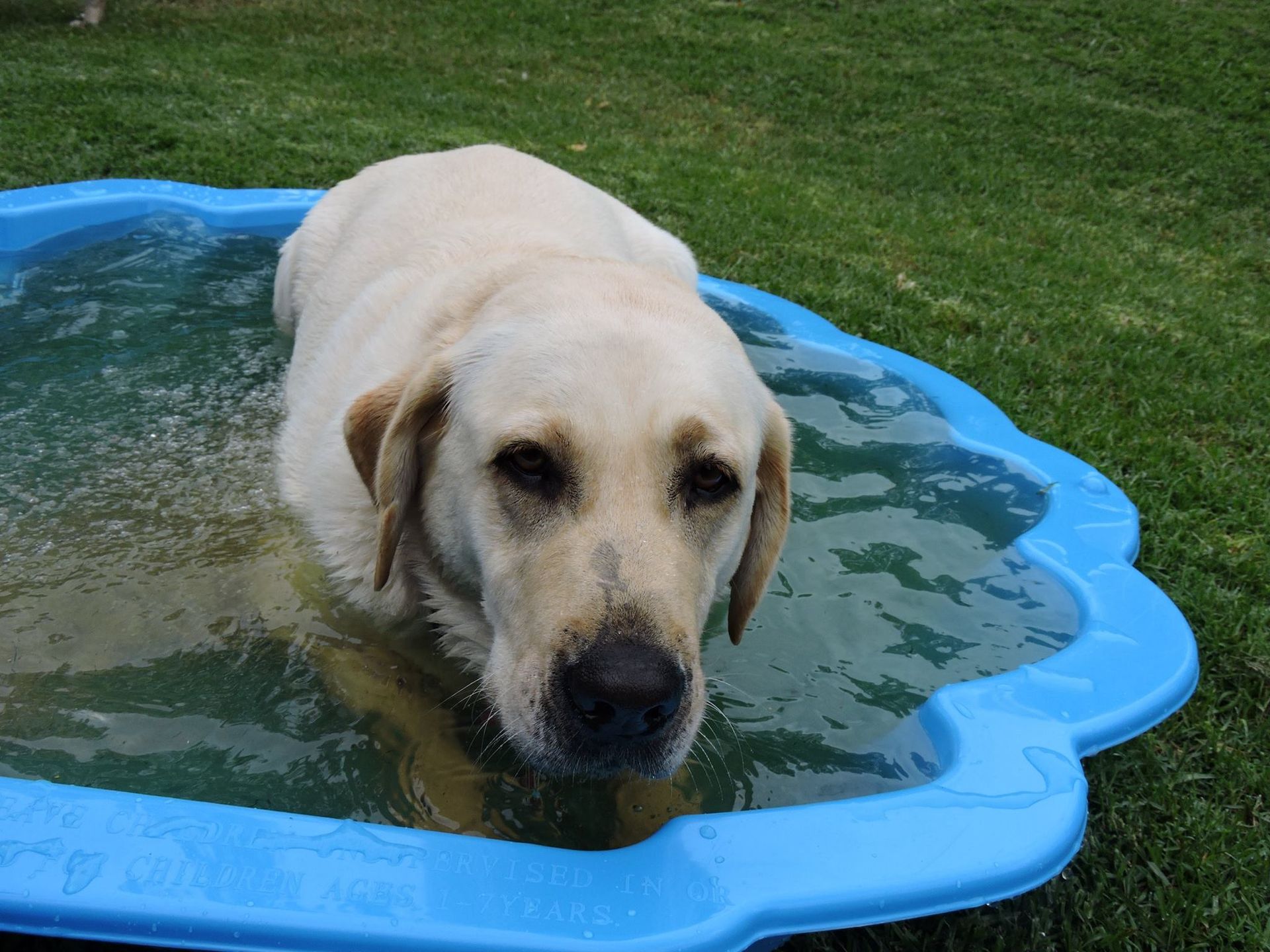 Yellow Labrador dog cooling off in a small blue plastic pool on grass.