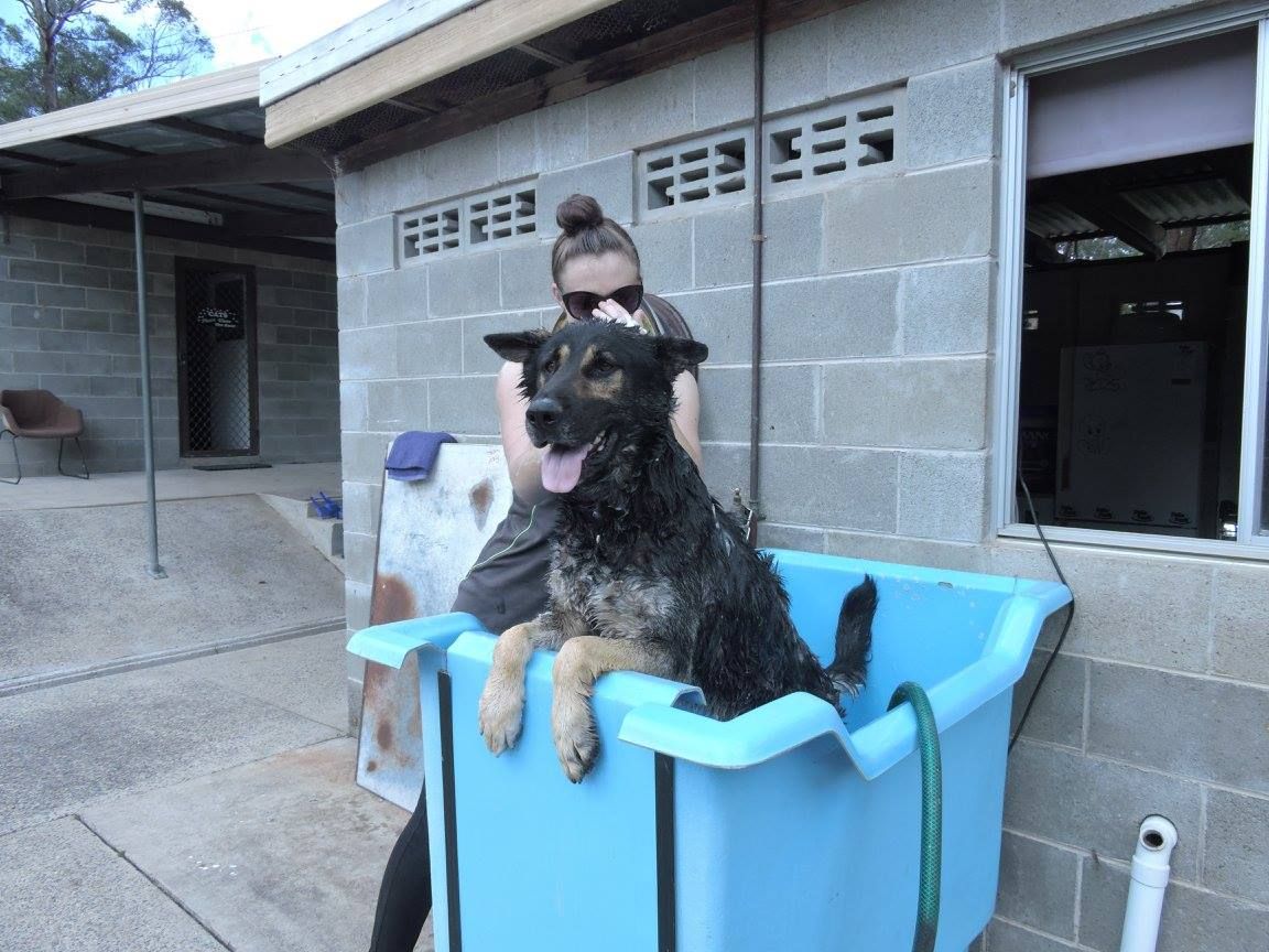 Woman bathing a wet German Shepherd in a blue tub outside a brick building.