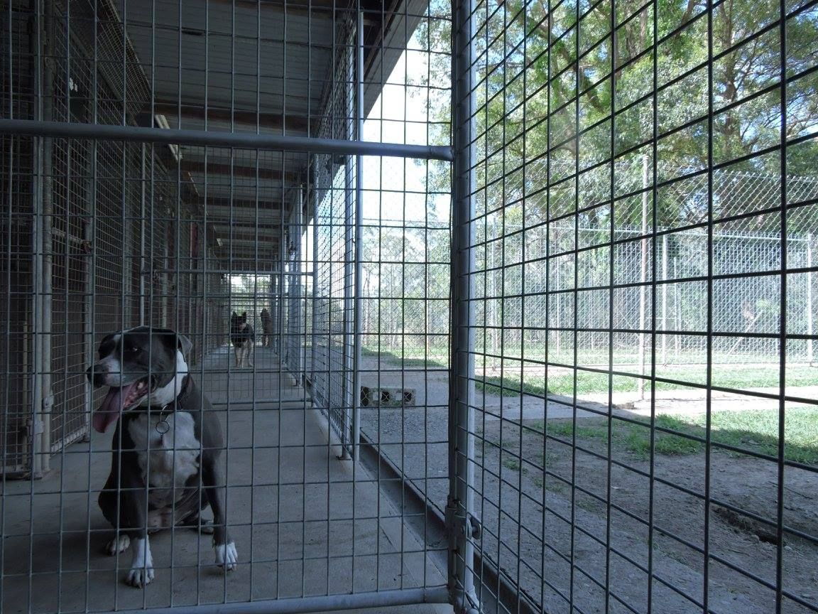 Dog in a kennel at an animal shelter, with other kennels and outdoor walkway visible.