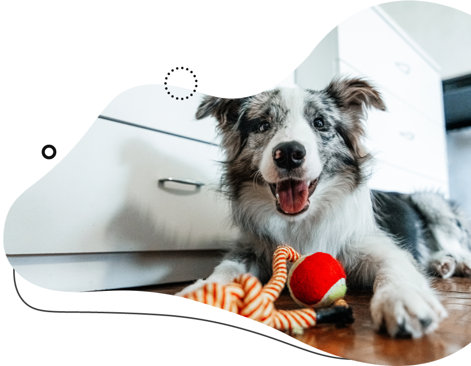 Happy blue merle dog with a red ball toy, lying on a wood floor near a white cabinet.