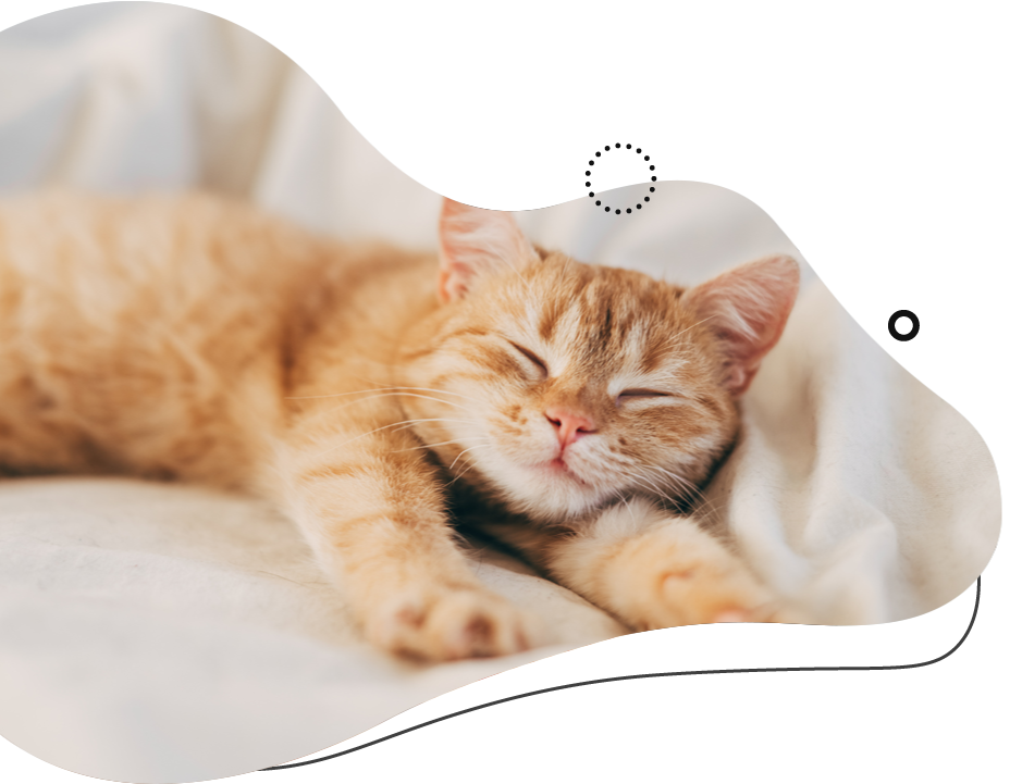Orange tabby cat sleeping peacefully on a white blanket.