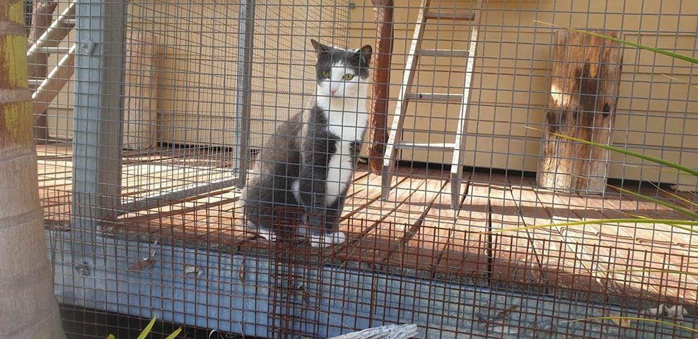 A gray and white cat sitting inside a wire enclosure.